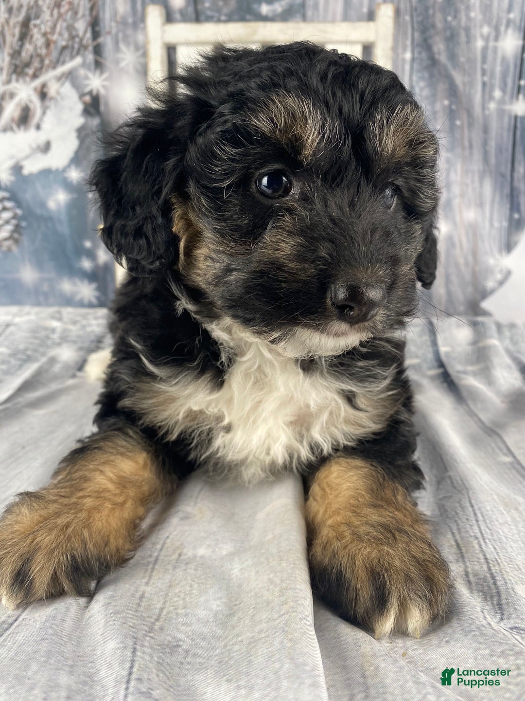 Aussiedoodle dogs for sale: Clarabell - Ad 4