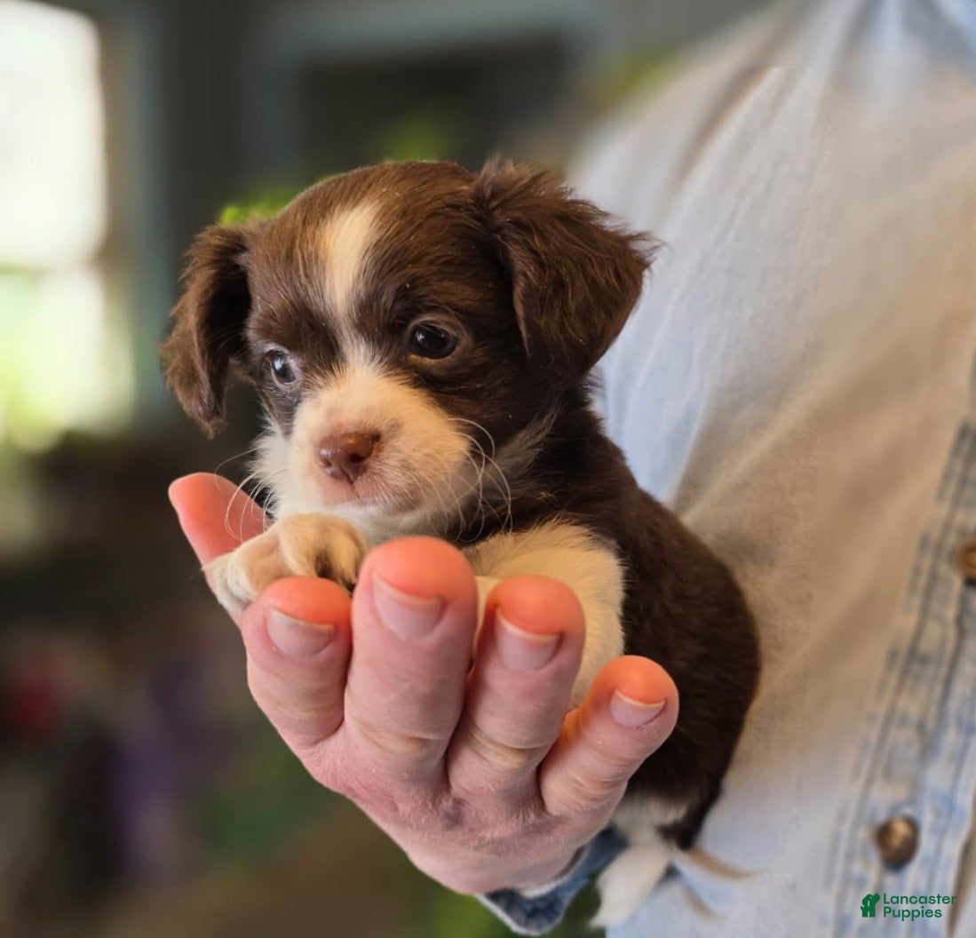 Chihuahua dogs Monterrey  - Ad 19