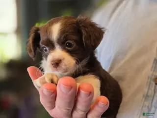 Chihuahua dogs Monterrey - Ad 19