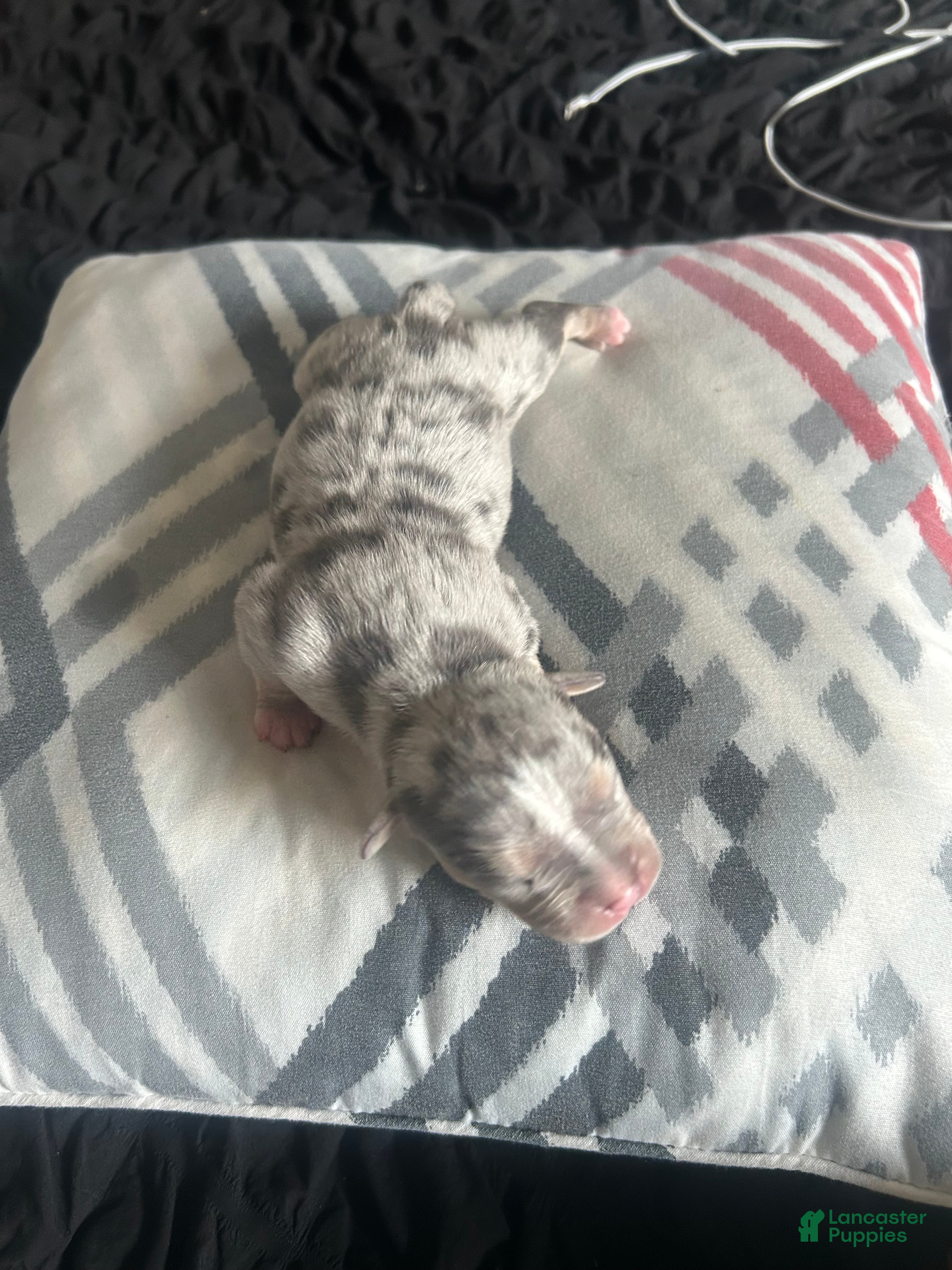 American Bully dogs for sale: American Bully 5 - Ad 2