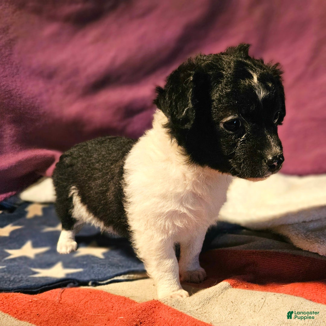 Chihuahua dogs for sale: Cindy (T-Cup) - Ad 11