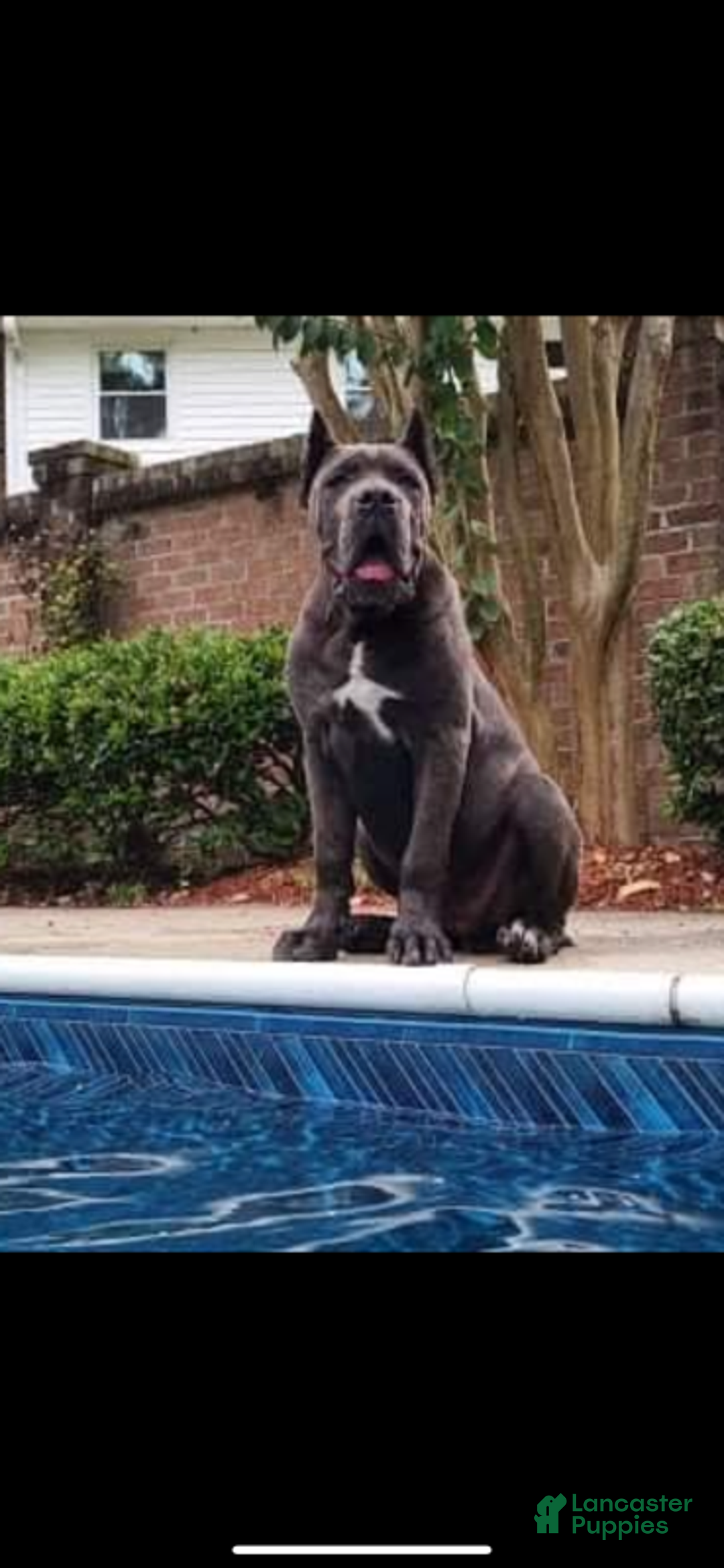 Cane Corso dogs for sale: Pluto - Male - Ad 3