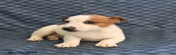 Jack Russell Terrier dogs for sale: Keith - Ad 2