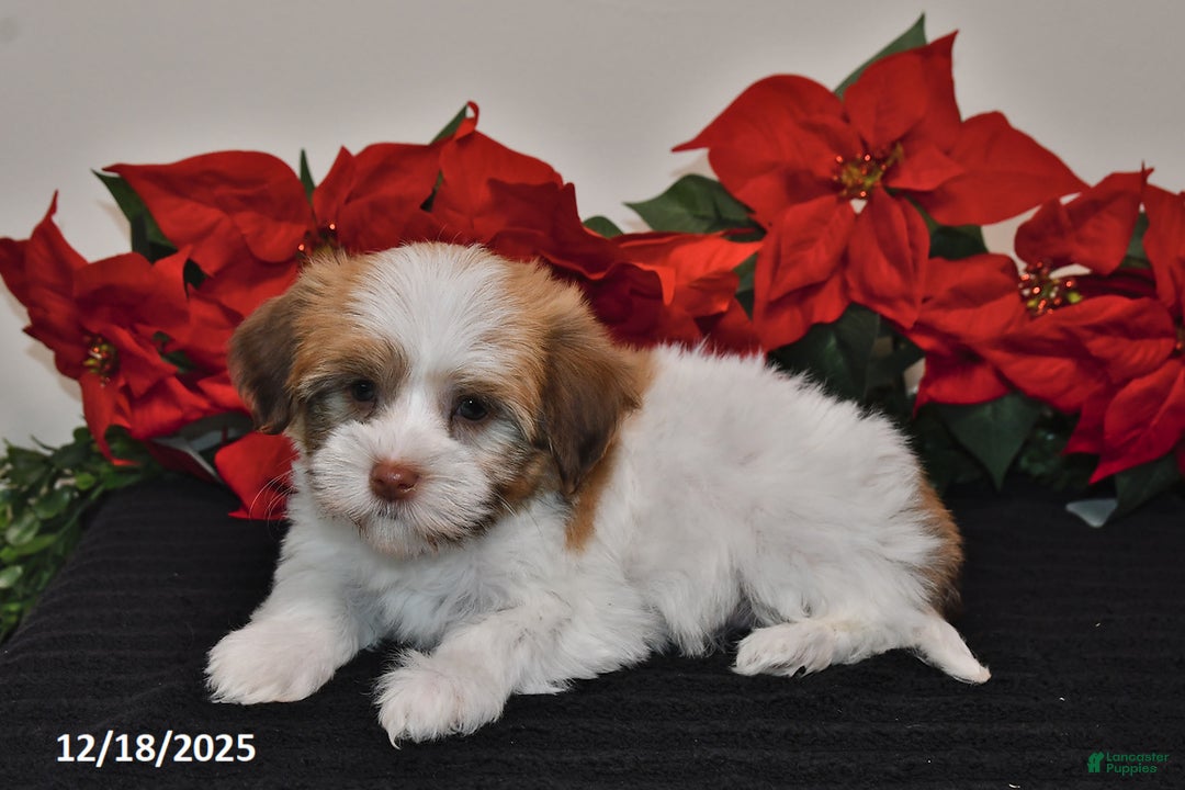 Havanese dogs for sale: Betty   - Ad 2