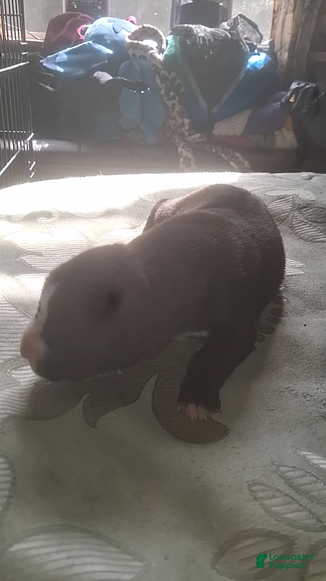 Mixed Breed dogs for sale: Male puppy 2 - Ad 1