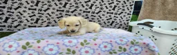 Miniature Dachshund dogs for sale: Bubbles - Ad 4