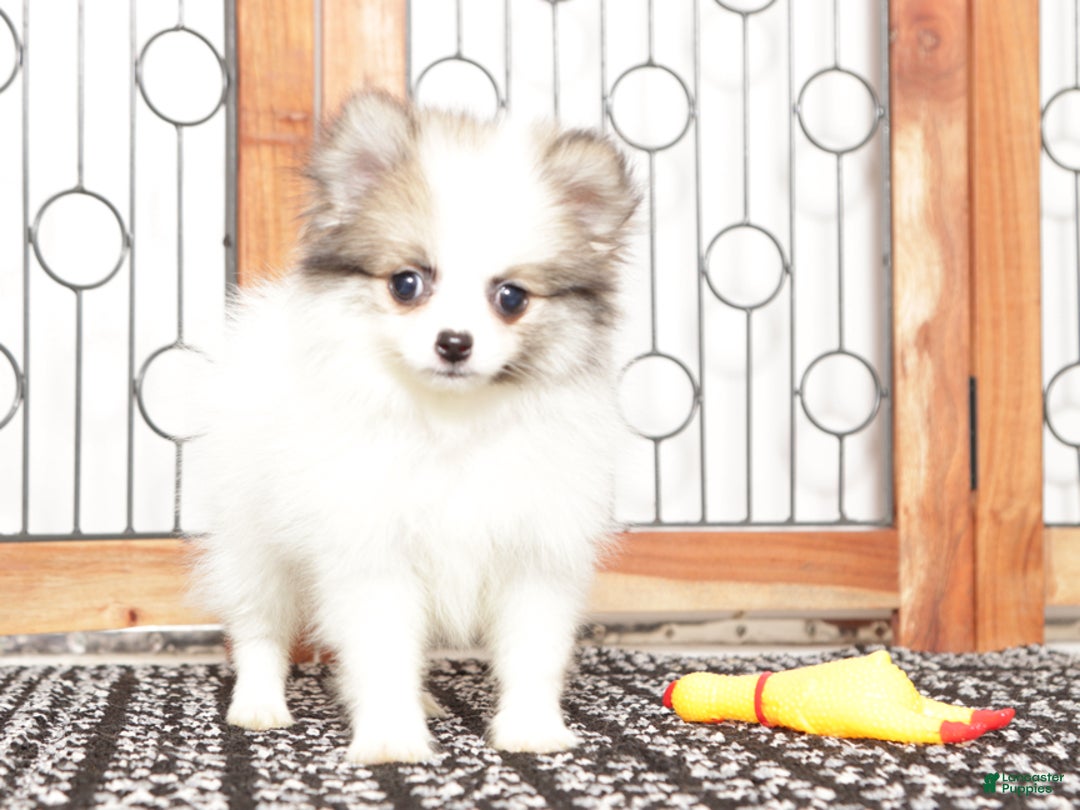 Pomeranian dogs for sale: Annie - Ad 2