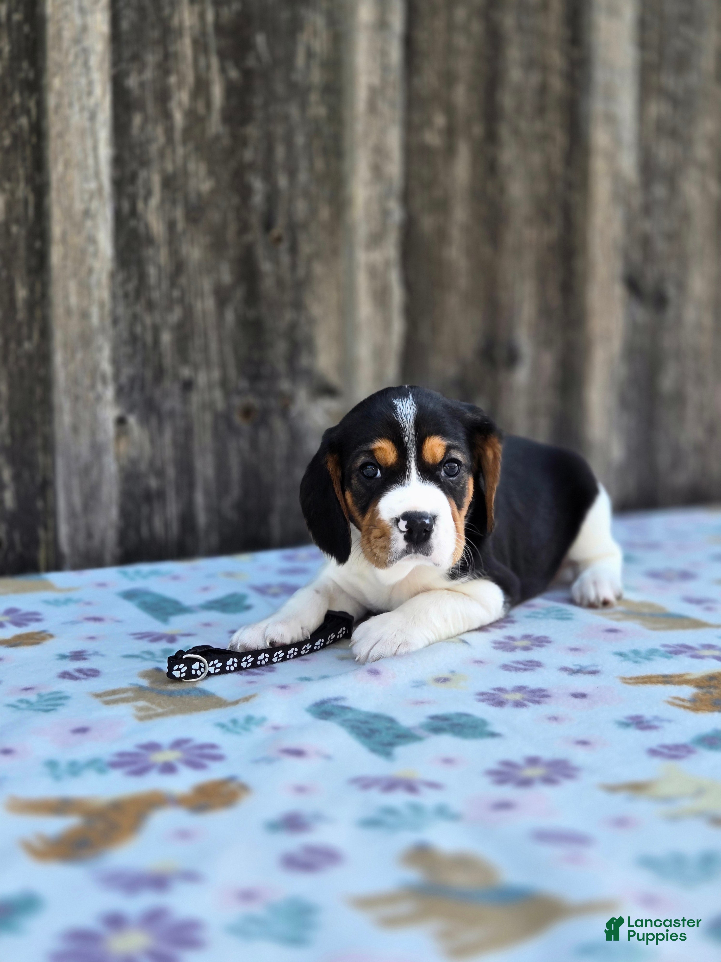 Beaglier dogs Duke - Ad 1