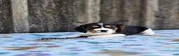 Beaglier dogs for sale: Duke - Ad 1
