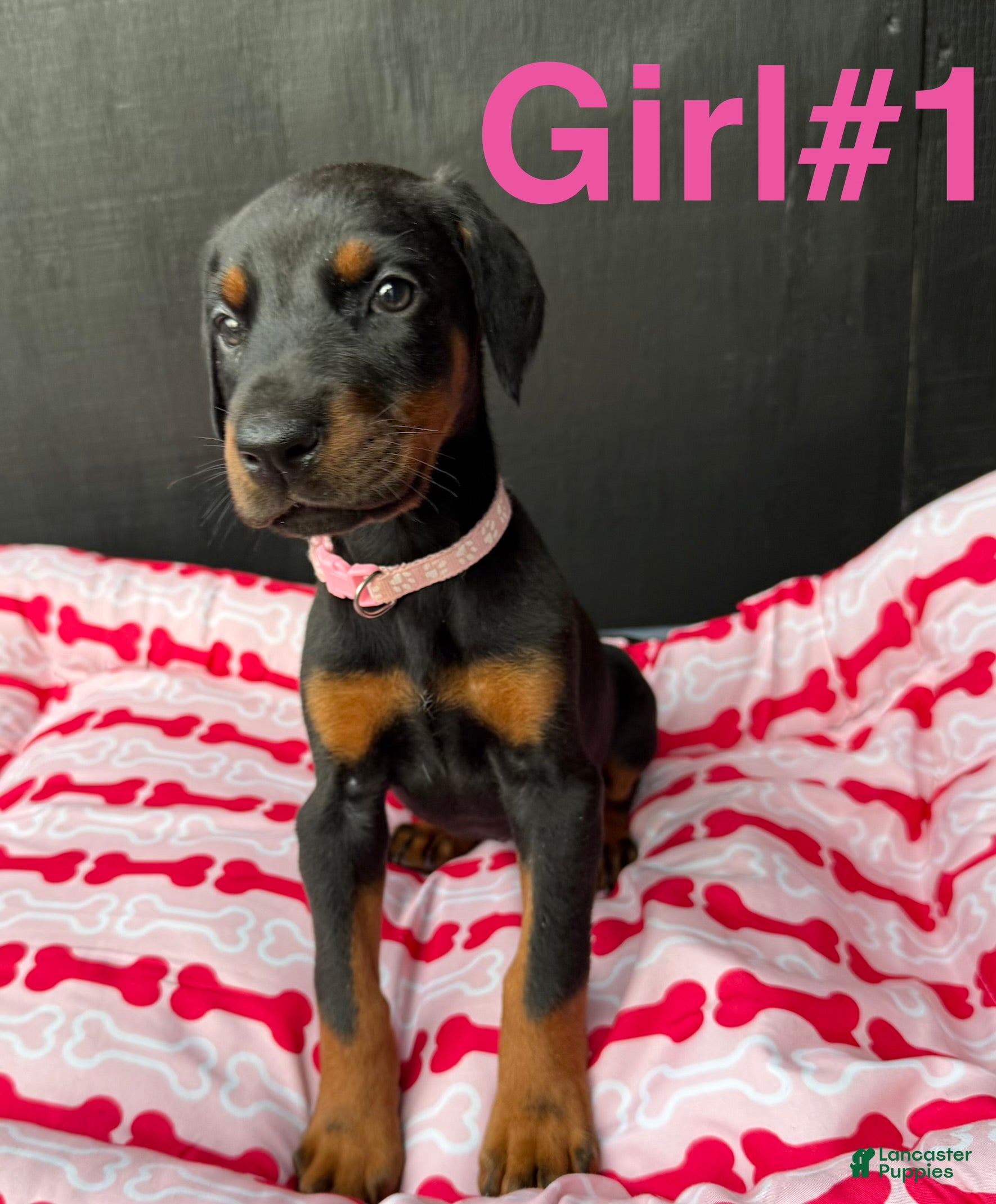 Doberman Pinscher dogs Doberman Pinscher Puppy 2 - Ad 39