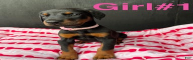 Doberman Pinscher Puppy 2