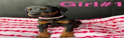 Doberman Pinscher dogs for sale: Doberman Pinscher Puppy 2 - Ad 1