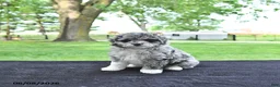 Mini Aussiedoodle dogs for sale: Tilly - Ad 3