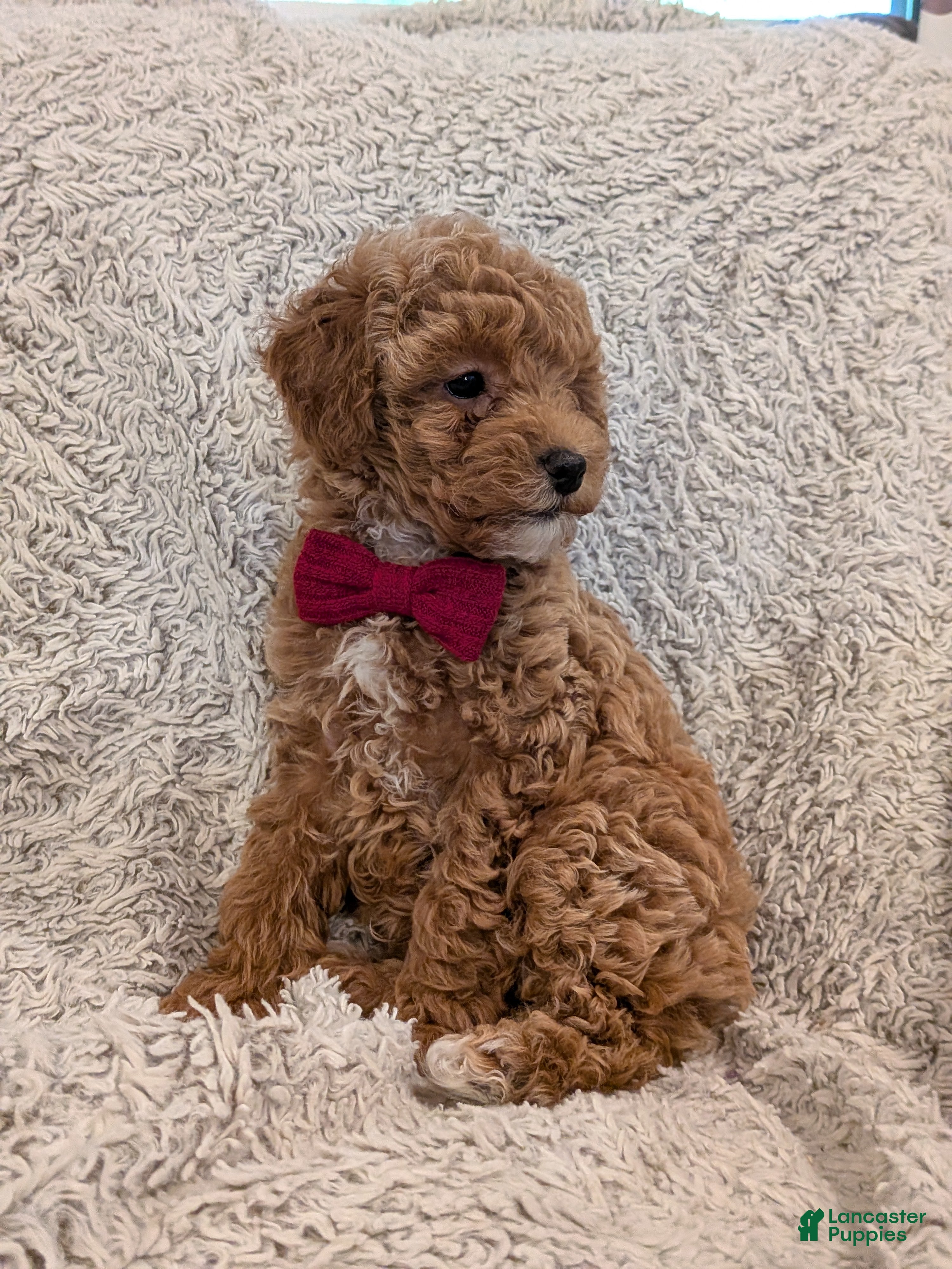 Toy Poodle dogs George  - Ad 2