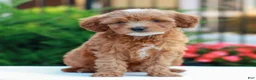 Cavapoo dogs for sale: Hunter  - Ad 1