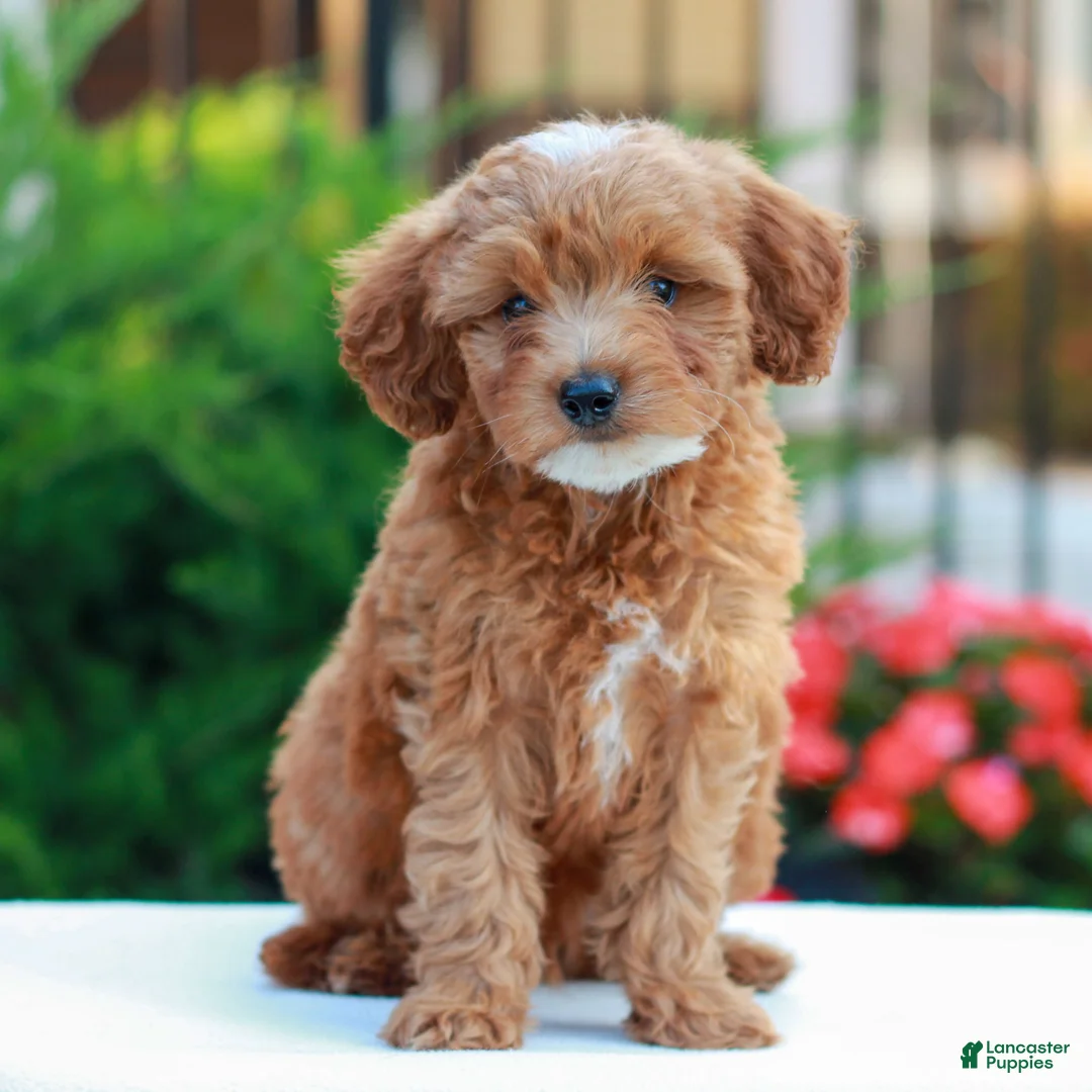 Cavapoo dogs for sale: Hunter  - Ad 1