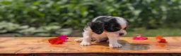 Cavalier King Charles Spaniel dogs for sale: Jax  - Ad 9