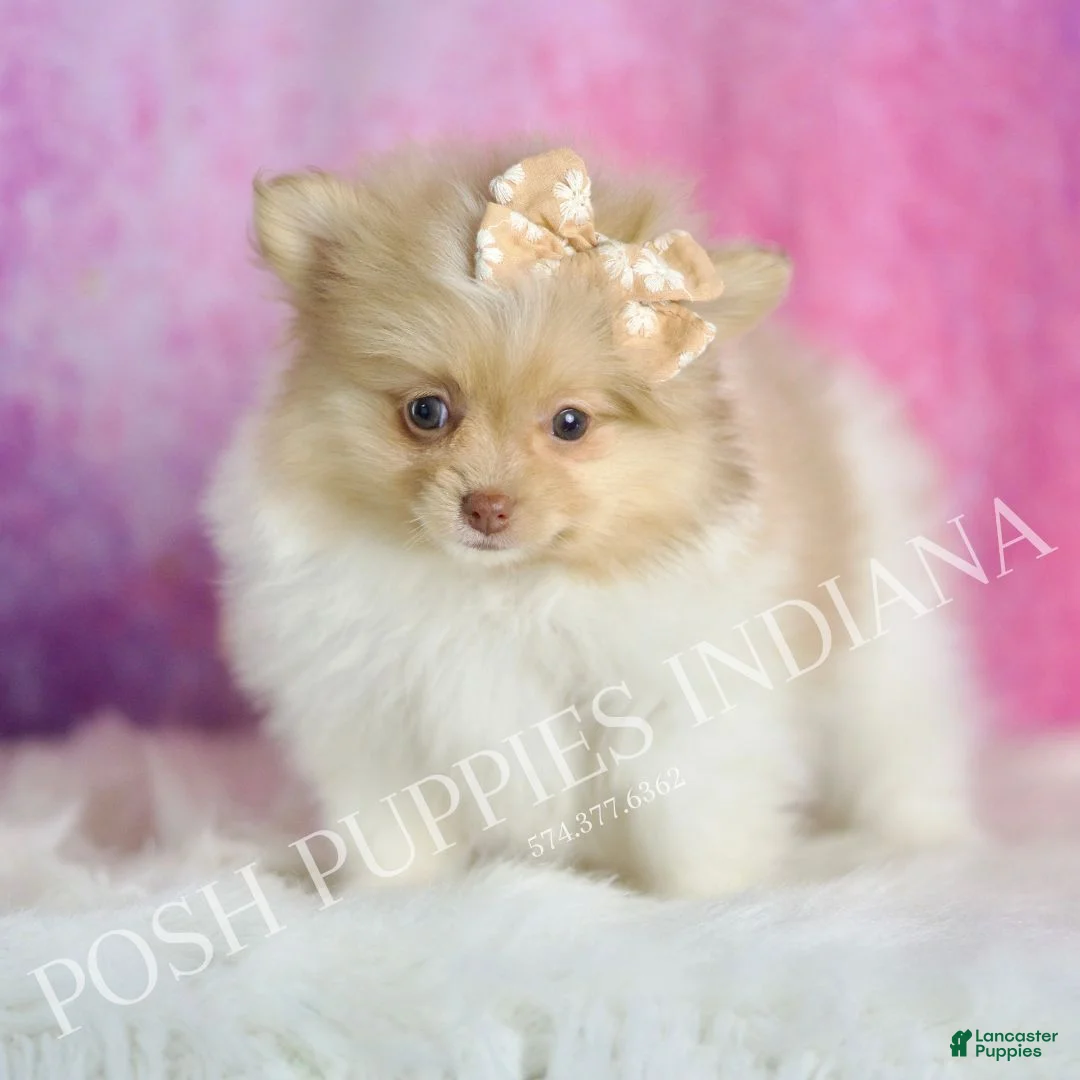 Pomeranian dogs for sale: Ginger - Ad 7
