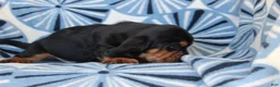 Basset Hound dogs for sale: Mr. Brown - Ad 3