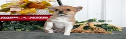 Chihuahua dogs for sale: Frida - Ad 2