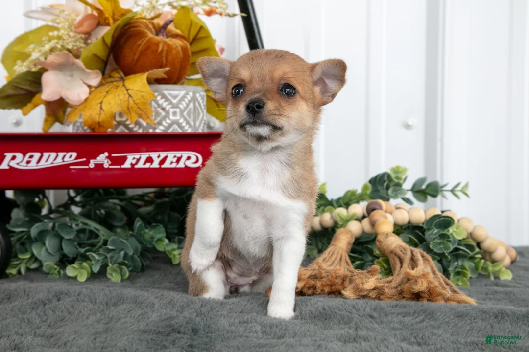 Chihuahua dogs for sale: Frida - Ad 2