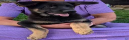German Shepherd dogs for sale: Mati - Ad 18