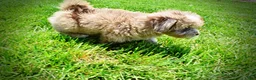 Havapoo dogs for sale: Eartha - Ad 16