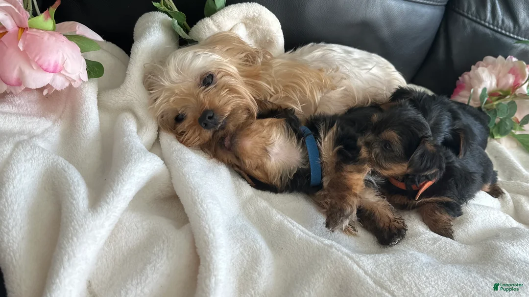 Yorkshire Terrier dogs for sale: Yorkshire Terrier Puppy 1 - Ad 2