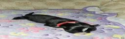 Miniature Australian Shepherd dogs for sale: Jasmine  - Ad 5