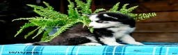 Pomsky dogs for sale: Ryan - Ad 5