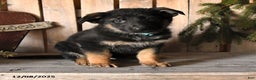 German Shepherd dogs for sale: Sage - Ad 3