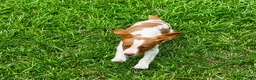 Brittany Spaniel dogs for sale: Teela - Ad 6