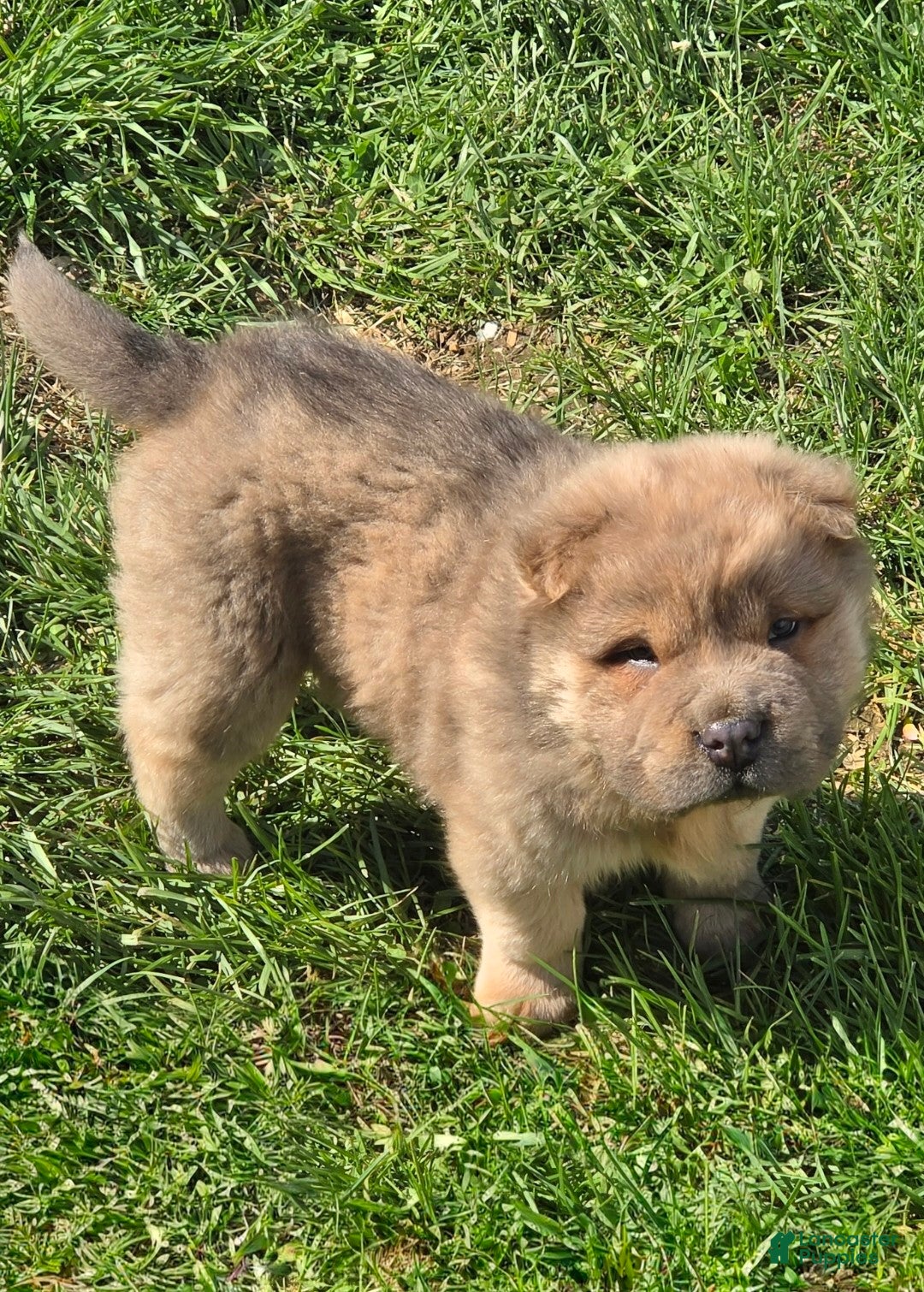 Shar Pei dogs Roman - Ad 2