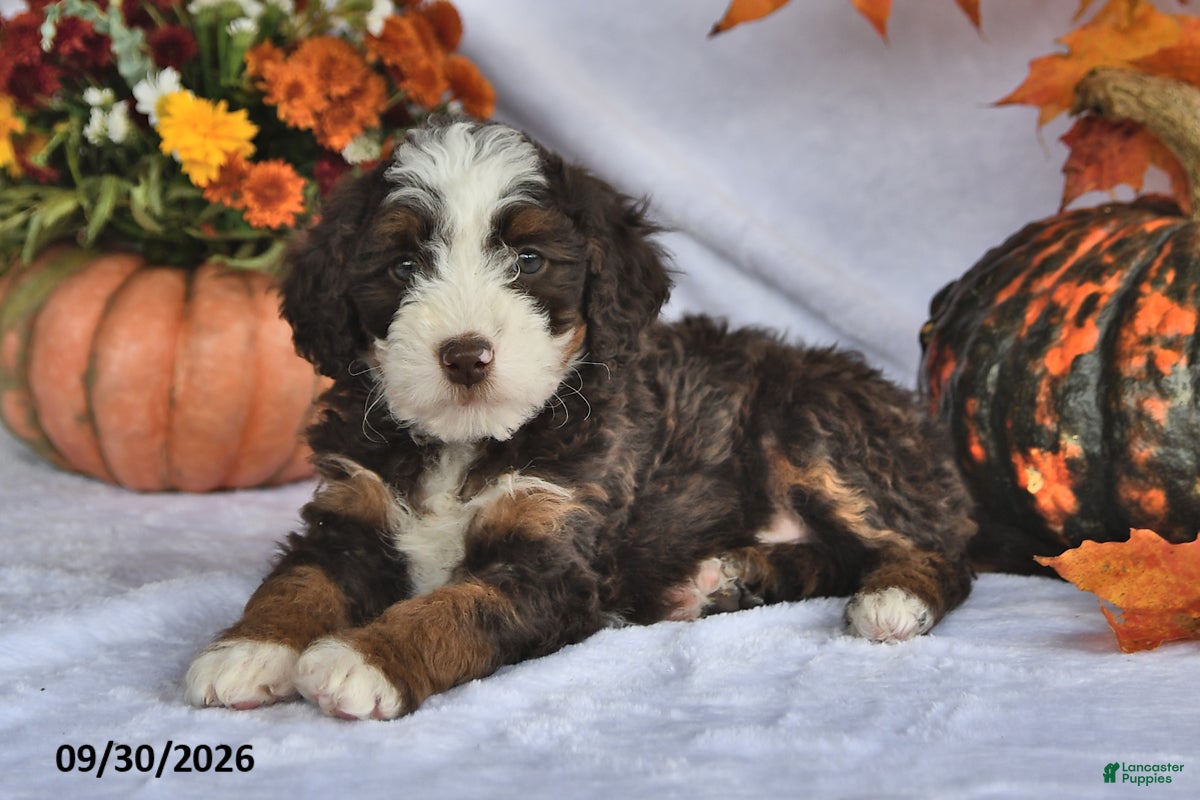 Bernedoodle dogs Conner - Ad 2