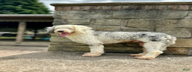 Elliot 