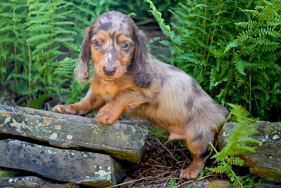 Miniature Dachshund dogs Waffles - Ad 2