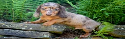 Miniature Dachshund dogs for sale: Waffles - Ad 2
