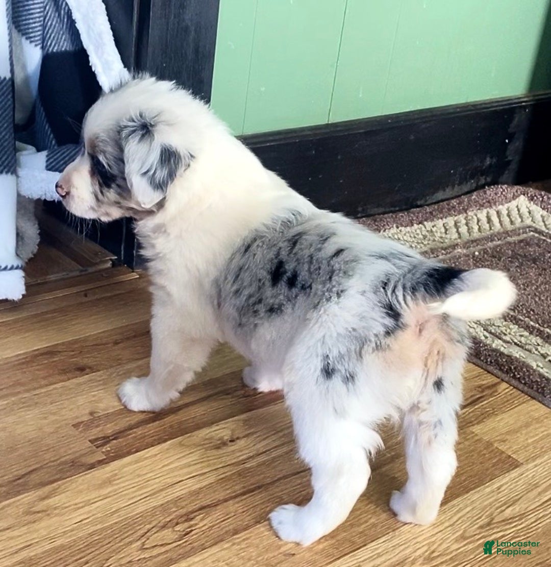 Mini Aussiedoodle dogs for sale: Millie - Ad 4