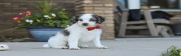 Mini Bernedoodle dogs for sale: Huck - Ad 4