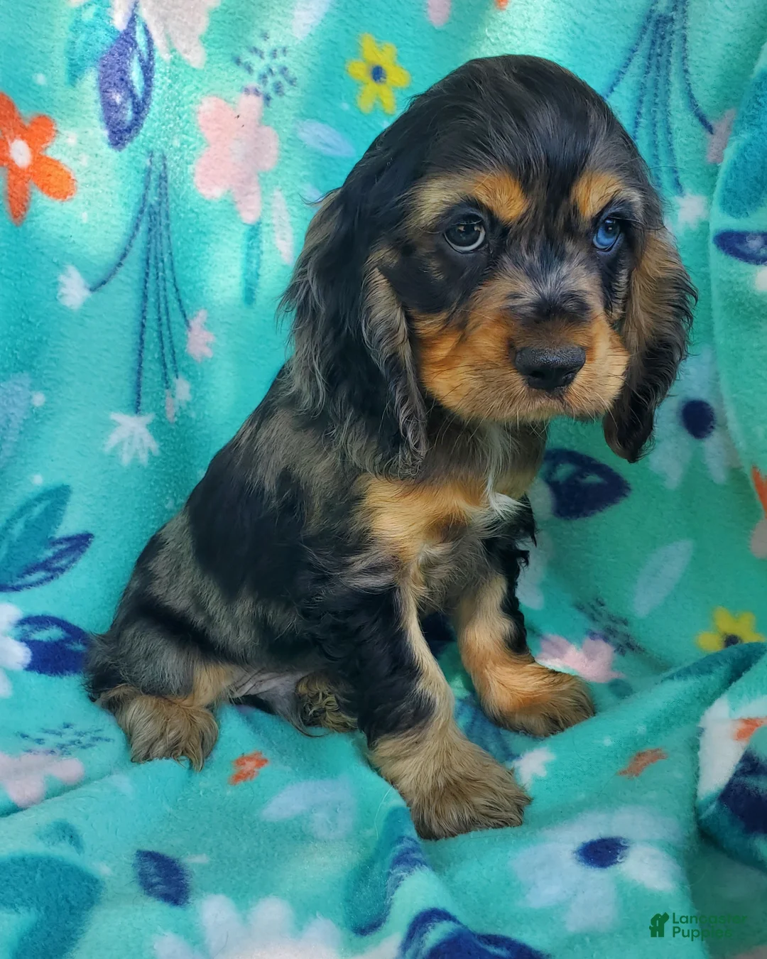 Cocker Spaniel dogs for sale: Arlo - Ad 1