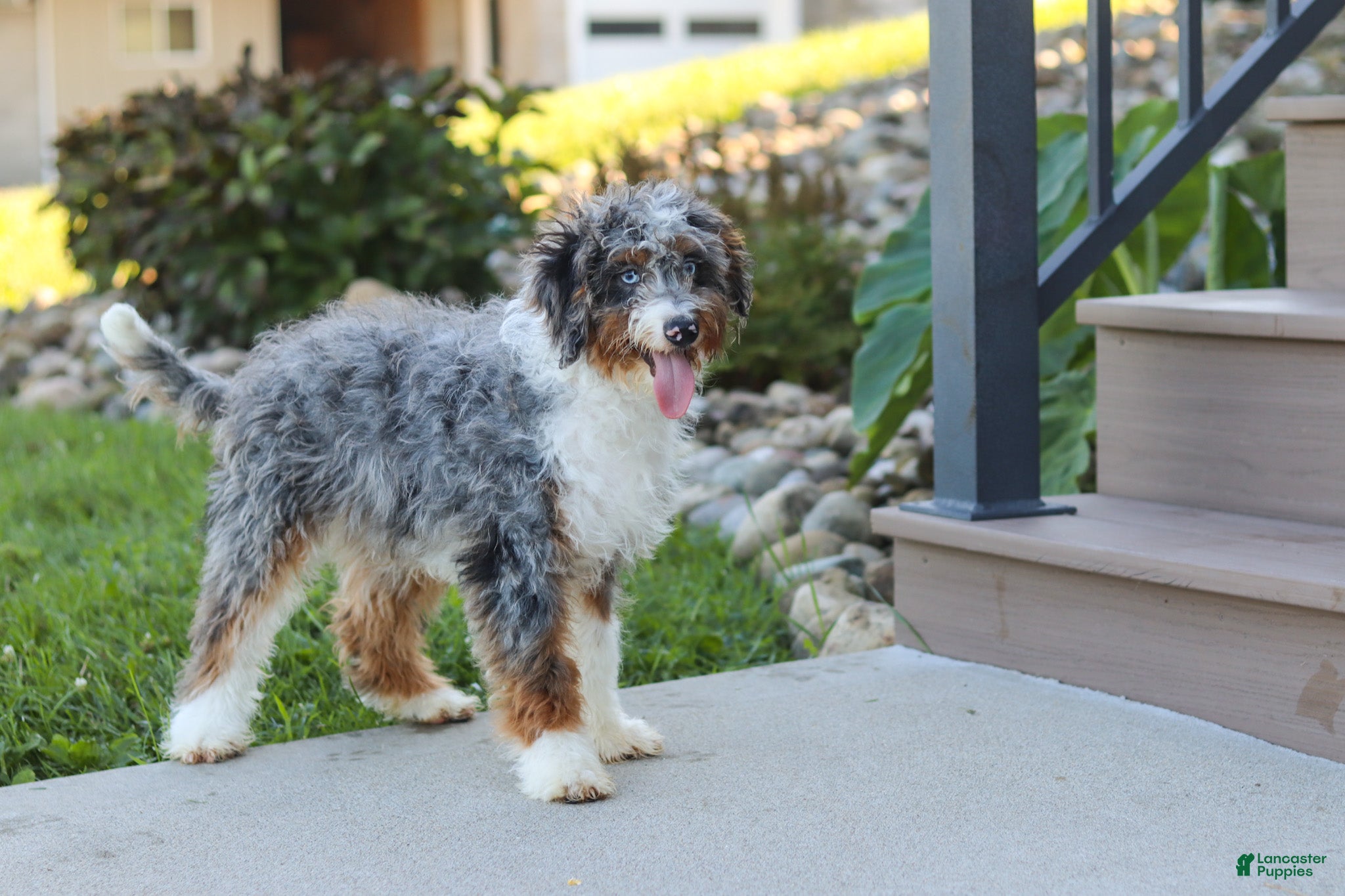 Mini Bernedoodle dogs Dylan - Ad 2