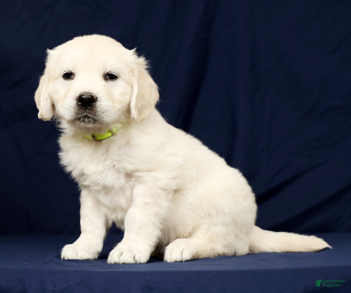 Golden Retriever dogs Toby - Ad 1