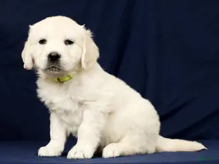 Golden Retriever dogs for sale: Toby - Ad 2