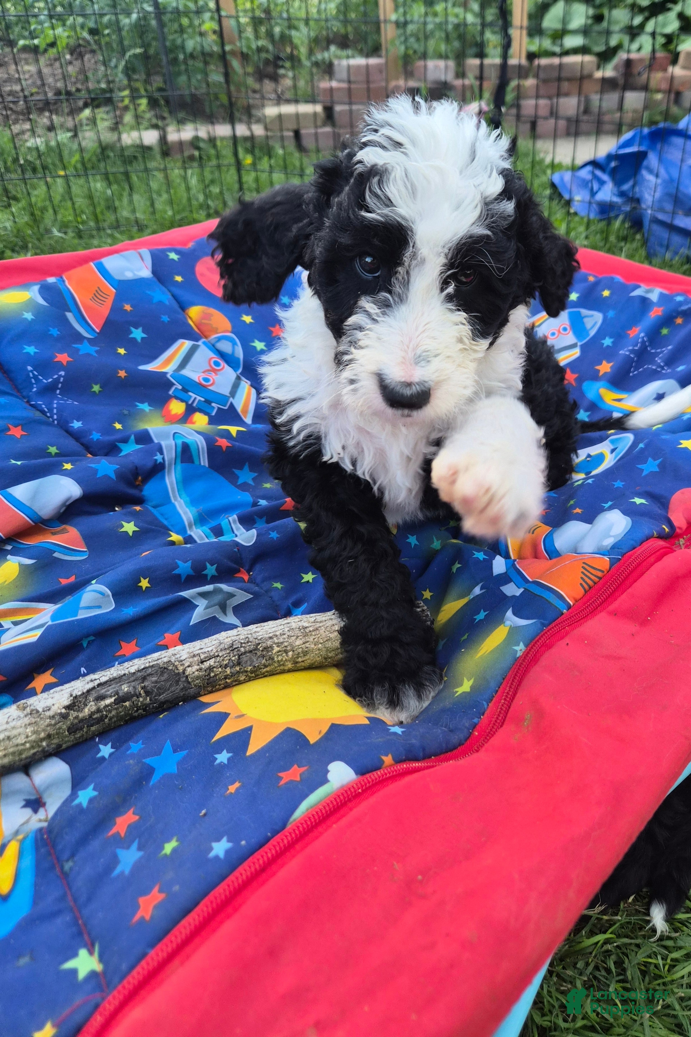 Goldendoodle dogs Lola - Ad 2