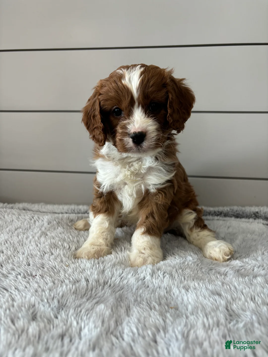 Cavapoo dogs for sale: Teddy - Ad 2