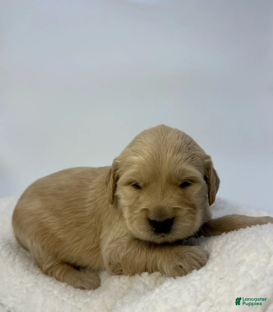 Golden Retriever dogs for sale: Boy 2 - Ad 1