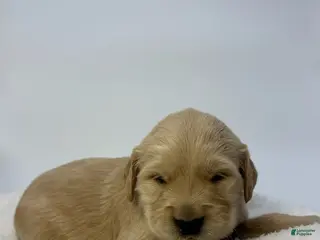 Golden Retriever dogs for sale: Boy 2 - Ad 1