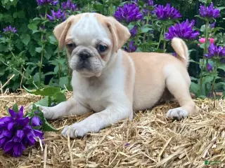 Pug dogs for sale: Rascal - Ad 4