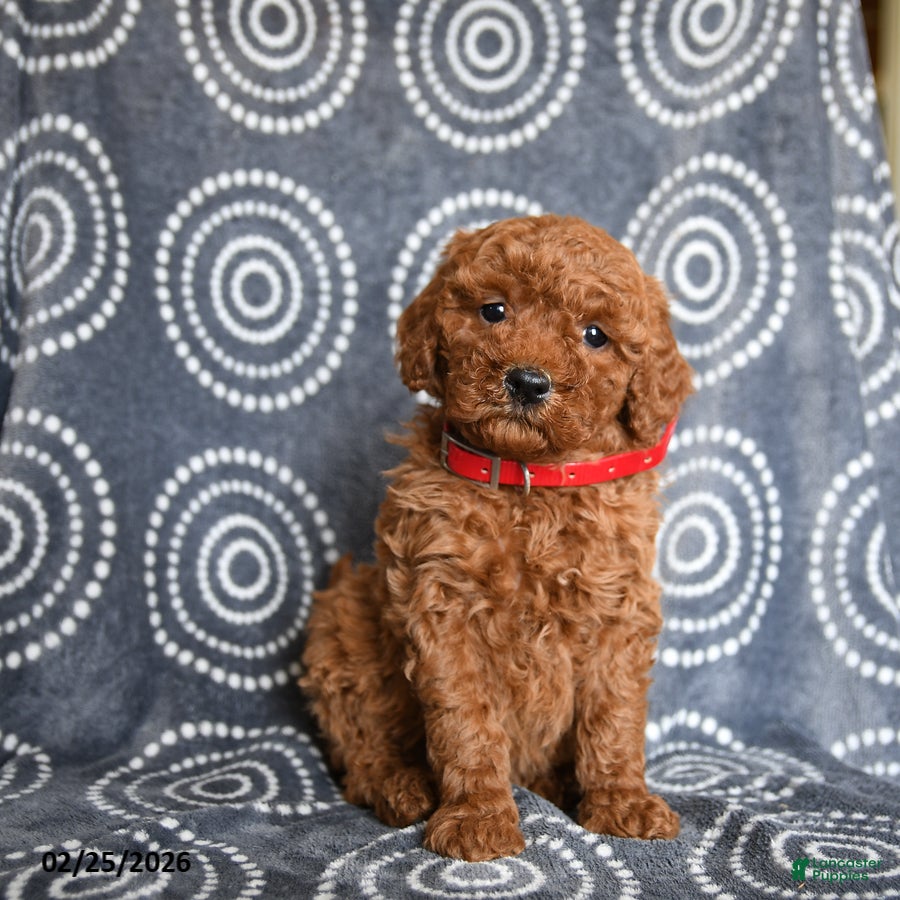 Mini Goldendoodle dogs Beauty - Ad 1