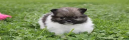 Pomeranian dogs for sale: Juno - Ad 11